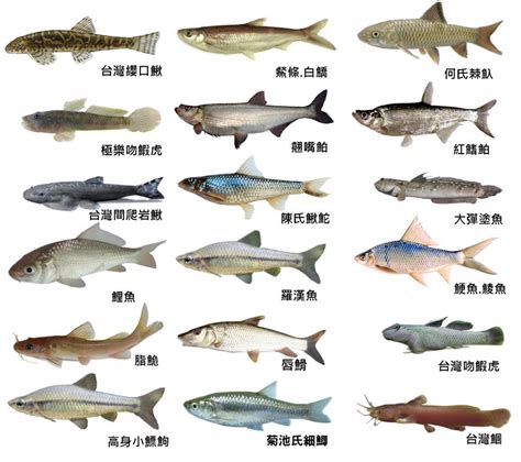 魚有幾種|魚(魚類):基本信息,動物特徵,動物外形,紡錘形,側扁型,棍棒型,平扁。